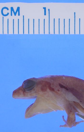 Media type: image; Herpetology A-11124